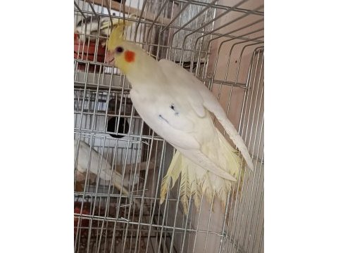 Üreticiden sultan papağanı
