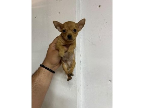 Minyatür pinscher yavrusu 45 günlük