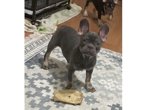 Dişi lilac tan french bulldog