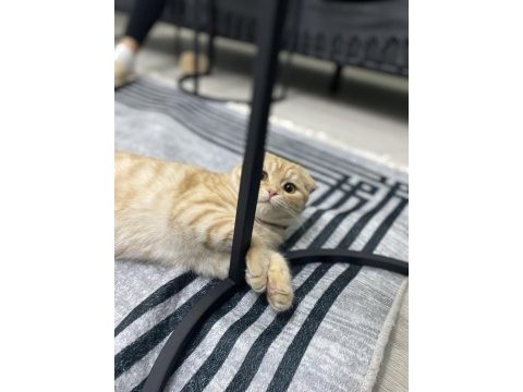 Sarı scottish fold