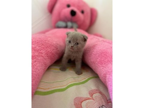 British shorthair ve scottish fold yavrularımız