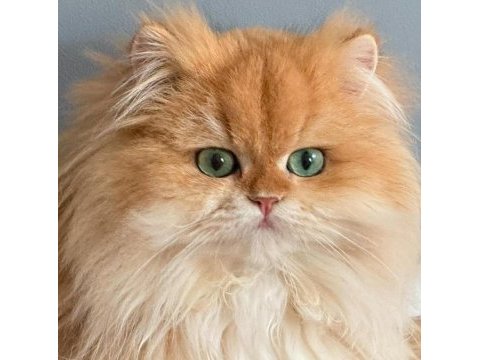 Evinize mini aslan british longhair geliyor golden ny12