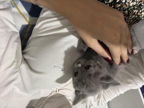 Bristish shorthair kedisi ücretli