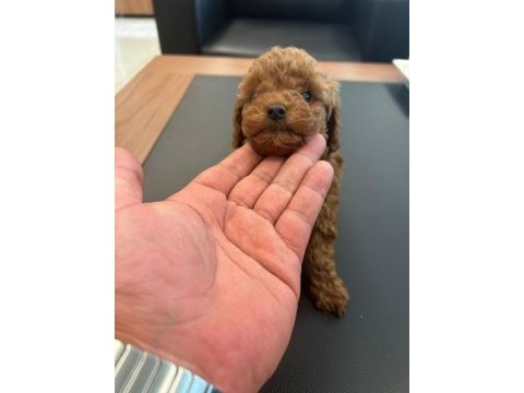 Toy poodle red brown