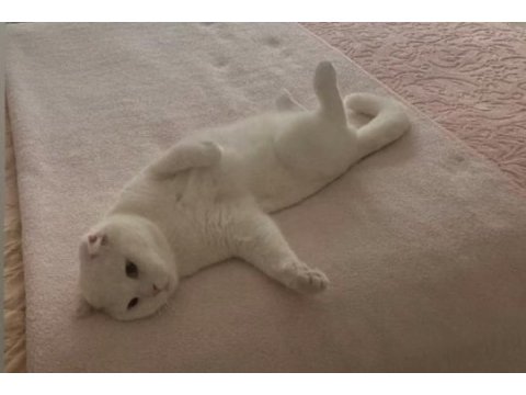 Scottish fold kedisi