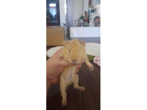 Peruvan ginepig yavrumuz