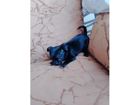 Chihuahua acil yuva aranıyor