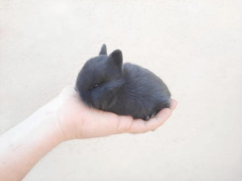 Cüce tavşan bebeklerimiz sahiplendirilecektir