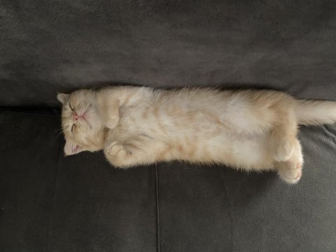 4 aylık scottish fold kedisi