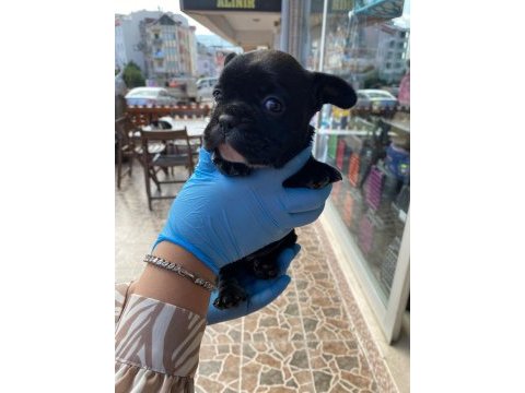 Yavru french bulldoglarr