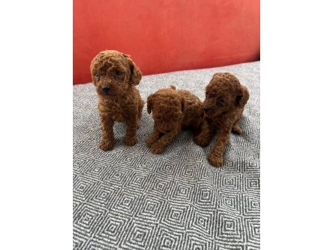 Teacup kore toy poodle
