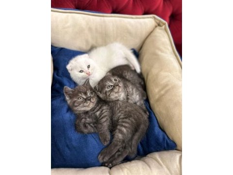 British shorthair ve scottish fold yavrularımız