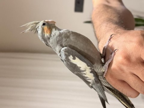Yavru ele kola alışık sultan papağanı