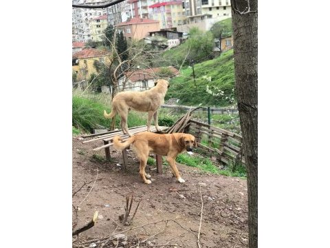 8 aylık kalın kemikli erkek kangal köpeği