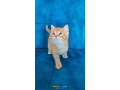 2 aylık orence color british shorthair