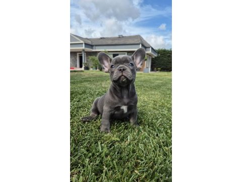 Blue french bulldog yavruları istanbul 
