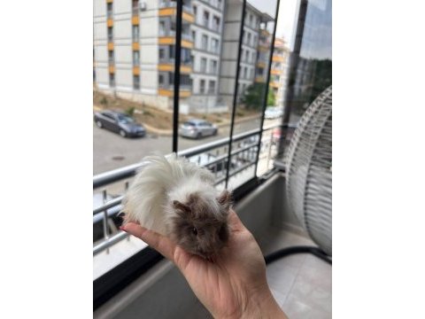 Yavru safkan coronet guinea pig kafesi yemi her şeyi mevcut
