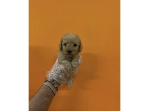 A kalite safkan toy poodle yavrularımız