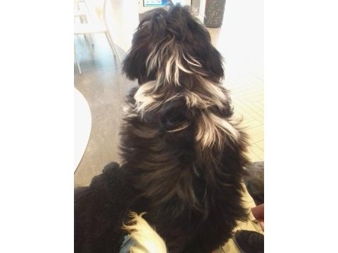 Şitsu köpeğim belladisi