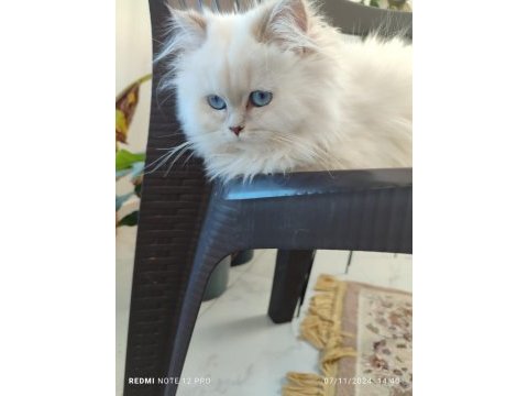 Blh golden point full şecereli british longhair
