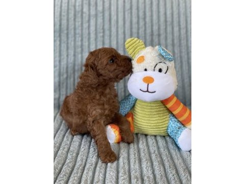 Eşsiz güzellikte toy poodle yavru