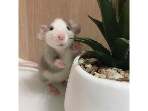 Rat - dumbo rat yavrular ve malzemeleri adrese teslim var
