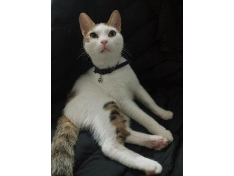 Sevgi arsızı kedimiz gırgır