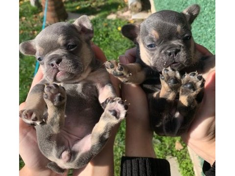 Güzeller güzeli french bulldog bebeklerimiz