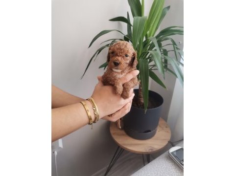 Bir avuç toy poodle dişi yavrumuz