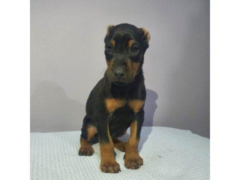 Operasyonu atlatmış doberman bebekler dişi