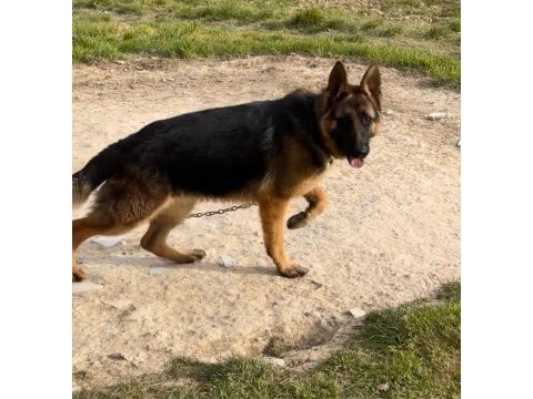 Şecereli alman çoban köpeği