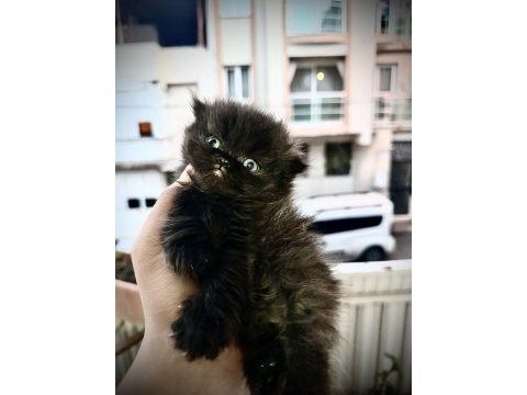Scottish fold cinsi yavru kedilerim