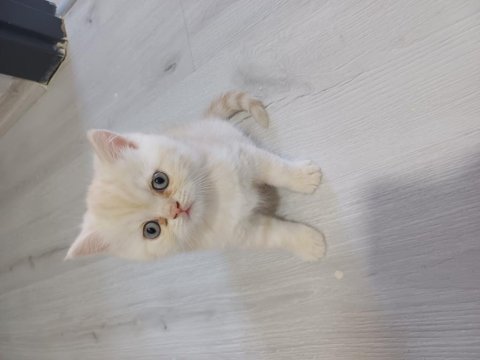 Bir adet 2 buçuk aylık exotic shorthair dişi