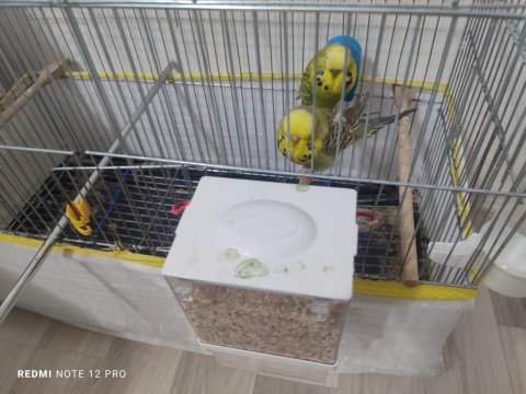 Jumbo şov muhabbet takım komple kafesiyle beraber