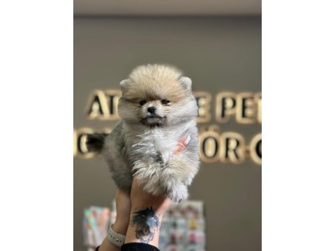 Ankaranın en seçkin pomeranian yavrusu