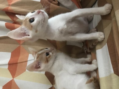 Acil yuva veya müsait bahçe aranıyor kedimize