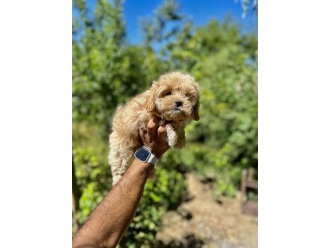 Maltipoo bebekleri