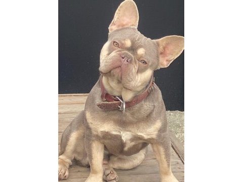 New shade isabella tan french bulldog