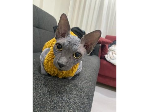 Safkan erkek sfenks kedimize dişi arıyoruz