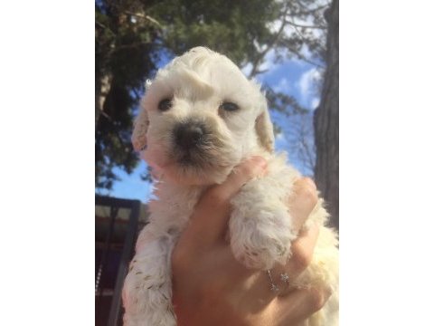 Toy poodle yavrular