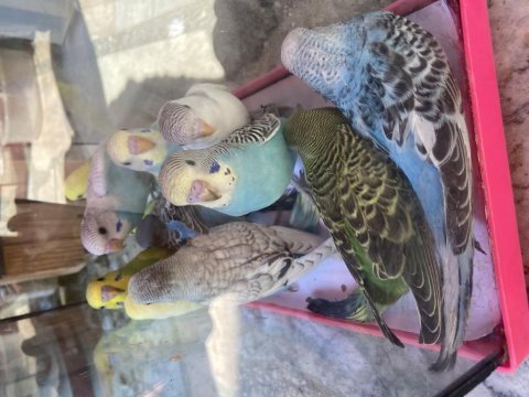Bebek muhabbet kuşlar