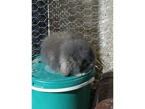 Hollanda teddy lop tavşanı