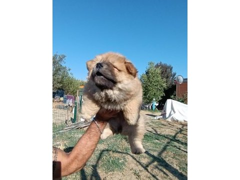 Köpeklerimiz 50 günlükler a kalite