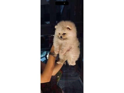Pomeranian 3,5 aylık yavru köpeğimiz