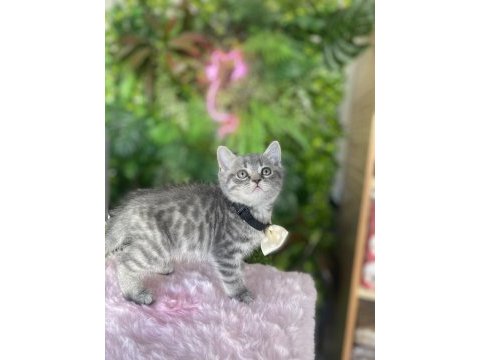 Yeni ailesini arayan ırk sağlık garantili british shorthair