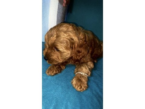 Toy poodle yavrularımız son 2 dişi