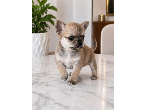 Mikro teacup boy mükemmel anatomi yavru şivava