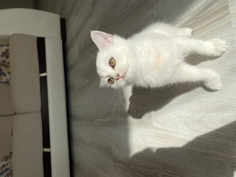 Sliver yavru kedimiz