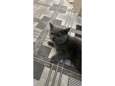 Silver british shorthair 5 aylık