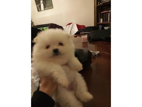 Safkan anne ve baba şecereli pomeranian boo